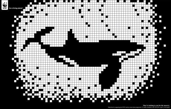 Whale
