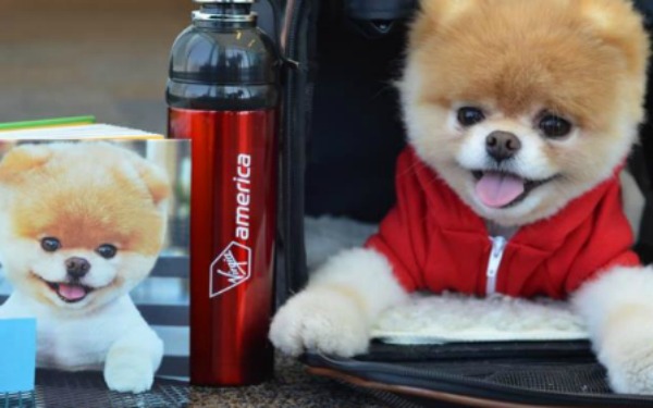 Virgin America เลือกน้องหมาเป็นพรีเซ็นเตอร์