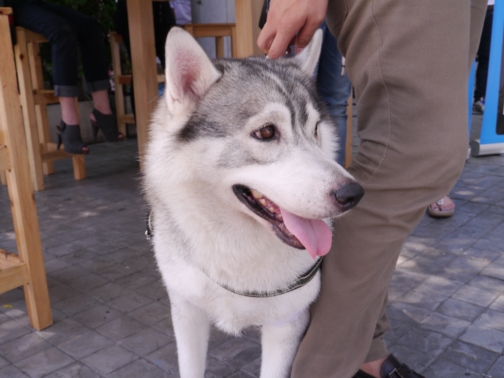 dtac-dog-hotspot