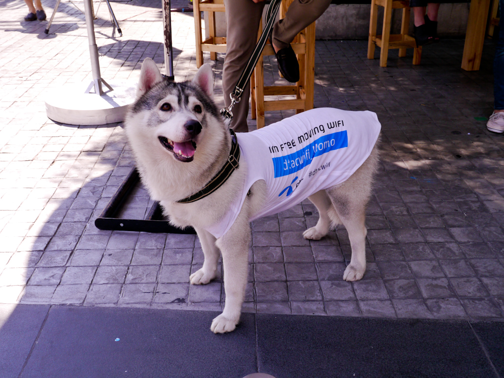 dtac-dog-hotspot11