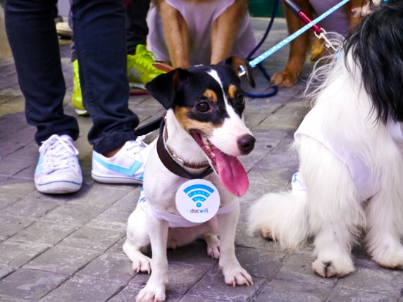 dtac-dog-hotspot