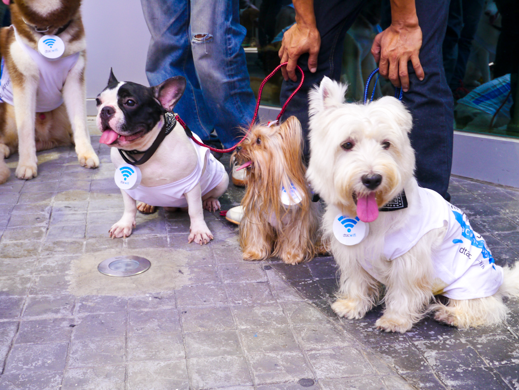 dtac-dog-hotspot3