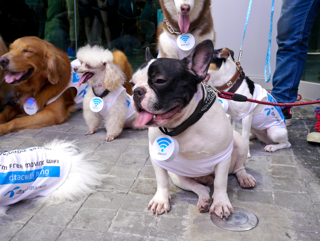 dtac-dog-hotspot