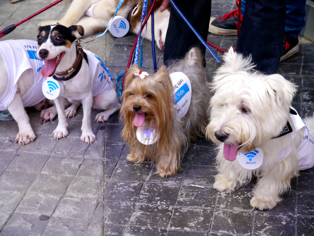 dtac-dog-hotspot