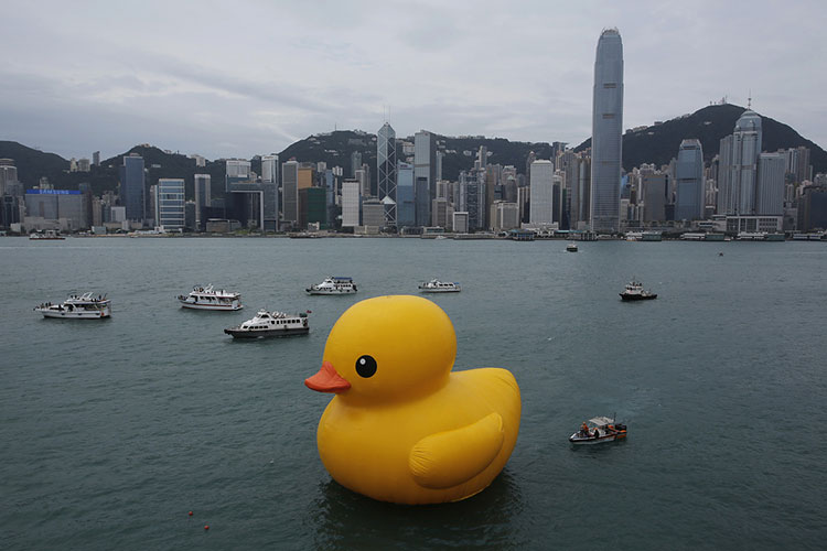 HK-duck-11