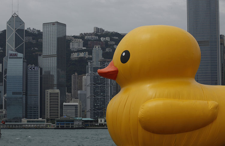 HK-duck-13