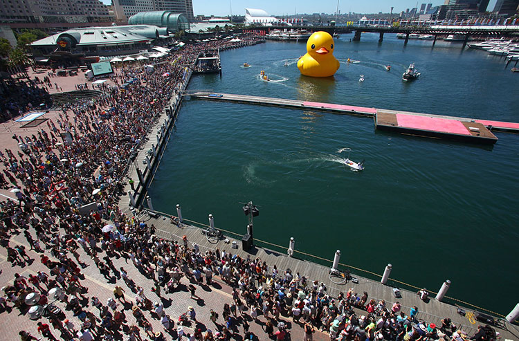 HK-duck-14