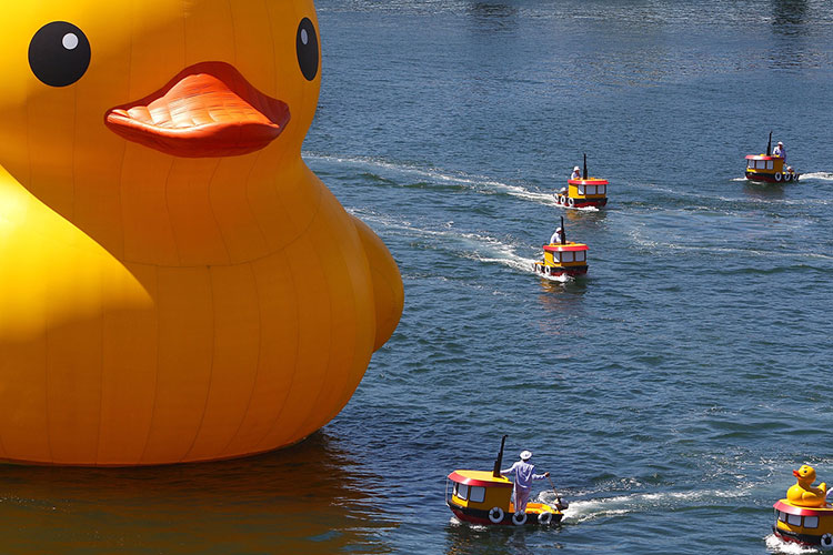 HK-duck-15