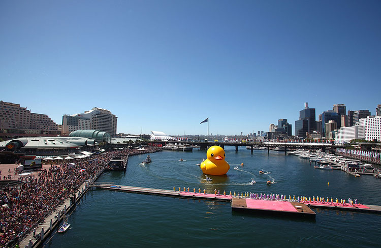 HK-duck-16