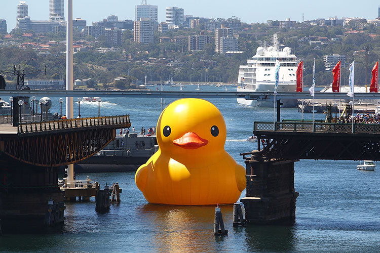 HK-duck-17