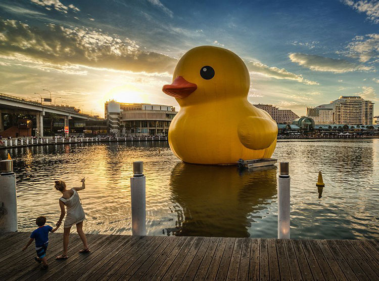 HK-duck-21