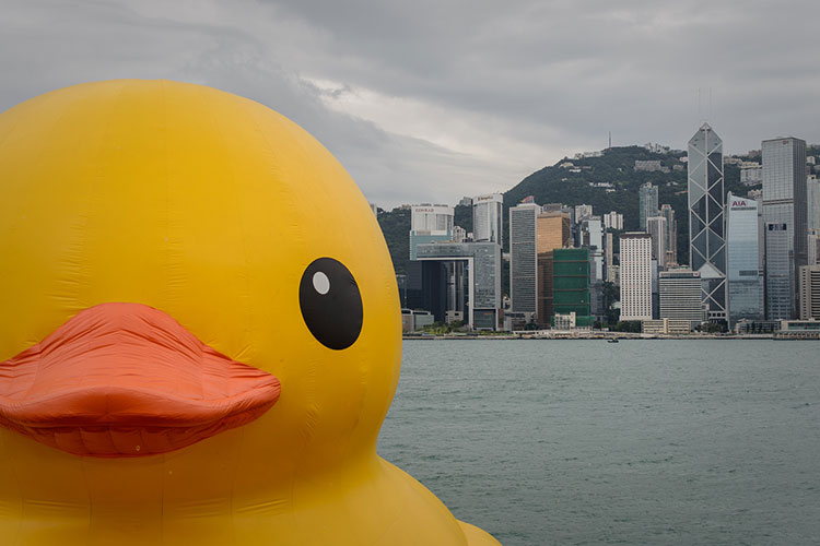 HK-duck-6-1