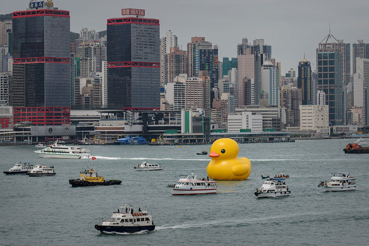 HK-duck-7