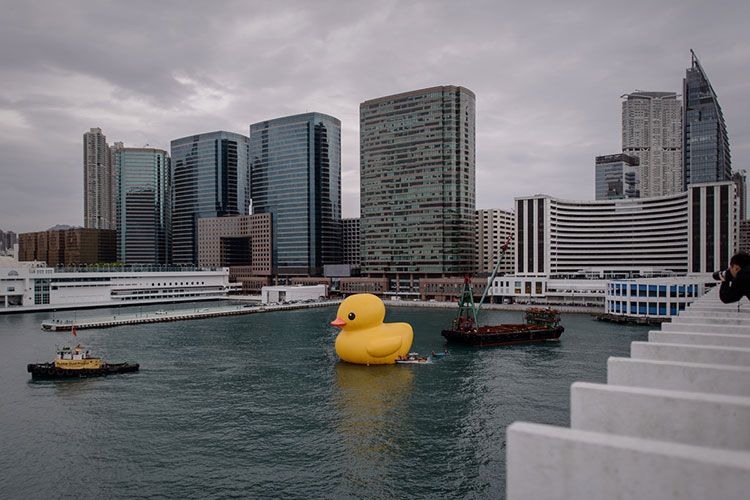 HK-duck-9