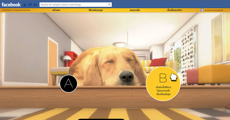 pet-degree-4