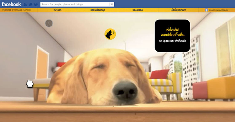 pet-degree-5