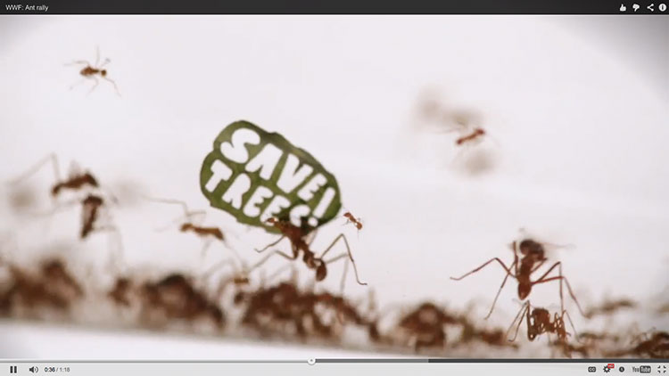 wwf-ant-rally-1