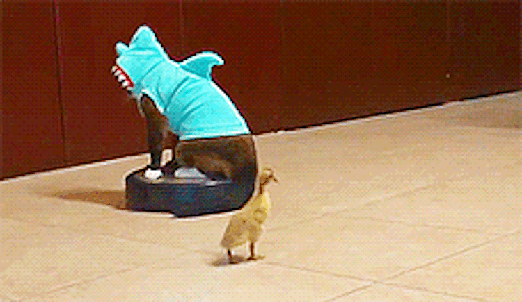 tumblr_mu0uzhXsJM1qgp6tbo3_250