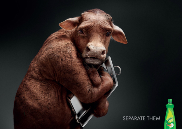 Cow-Sunlight-640