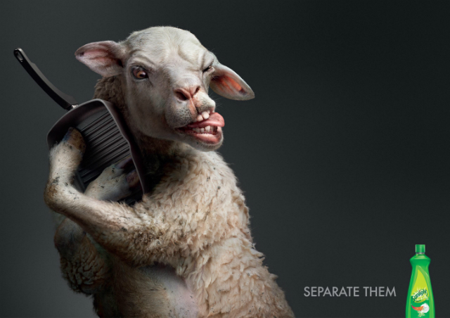 Lamb-Sunlight-640