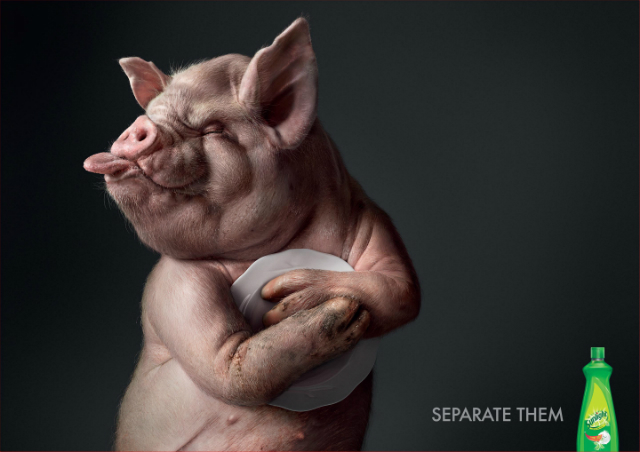Pig-Sunlight-640