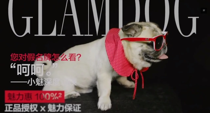 glam dog
