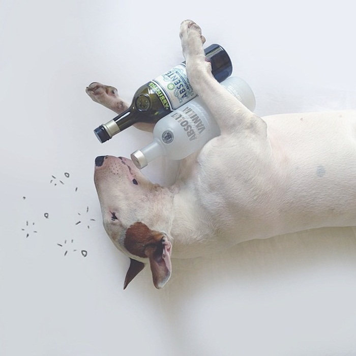 dog1