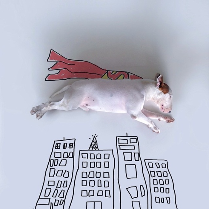 dog10