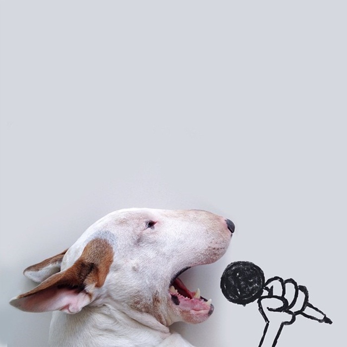 dog11