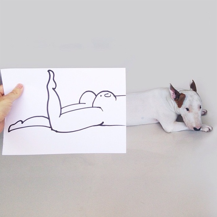 dog12