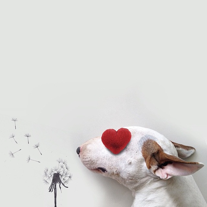 dog2