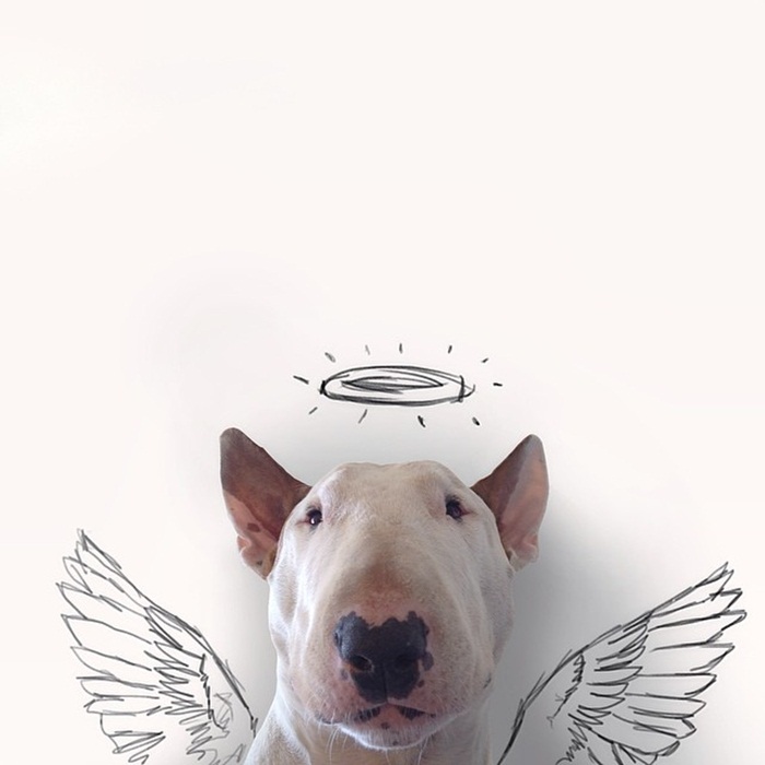 dog3