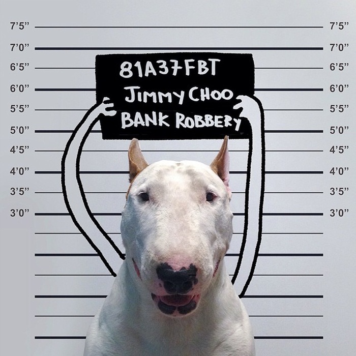 dog4