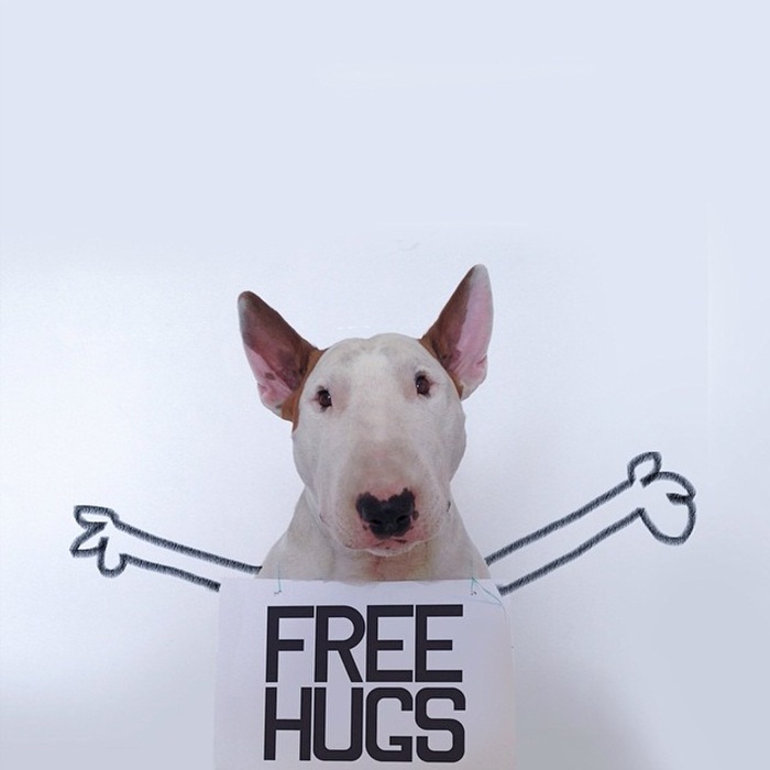 dog7