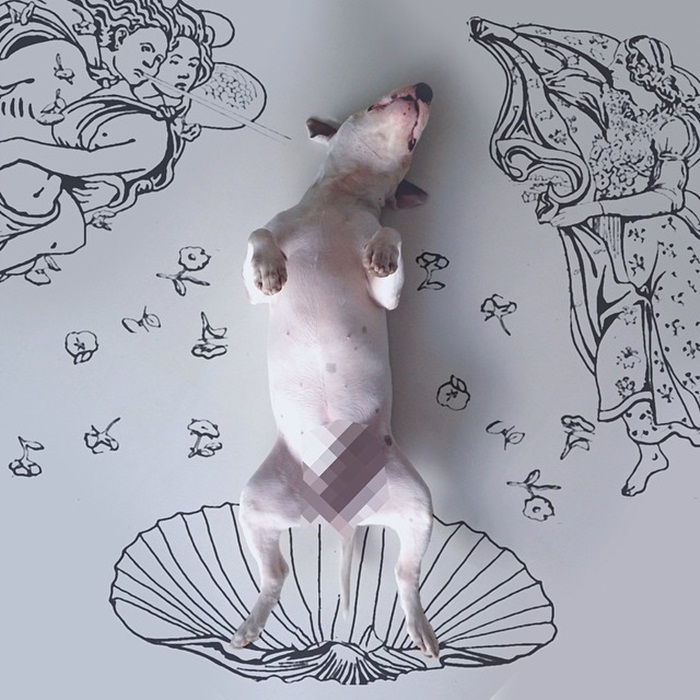 dog8