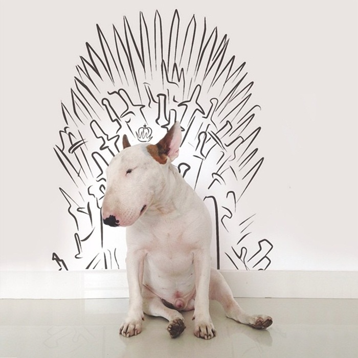 dog9