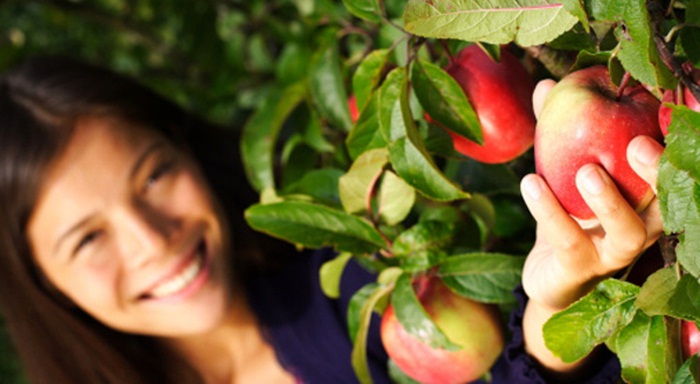 Pick Apples For Pie