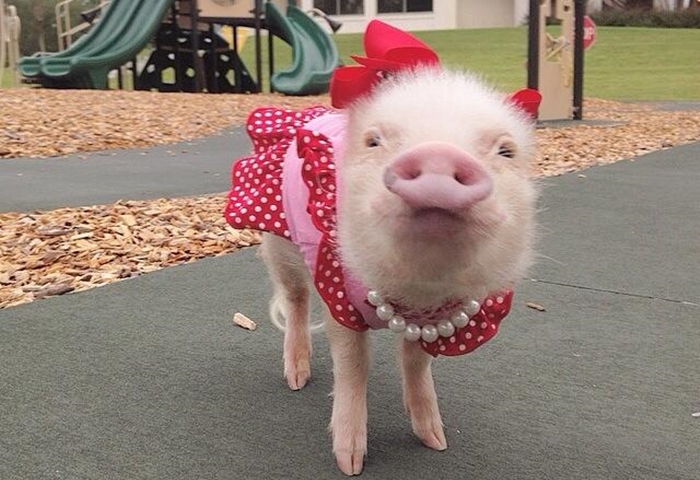 piggy1