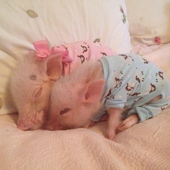 piggy9