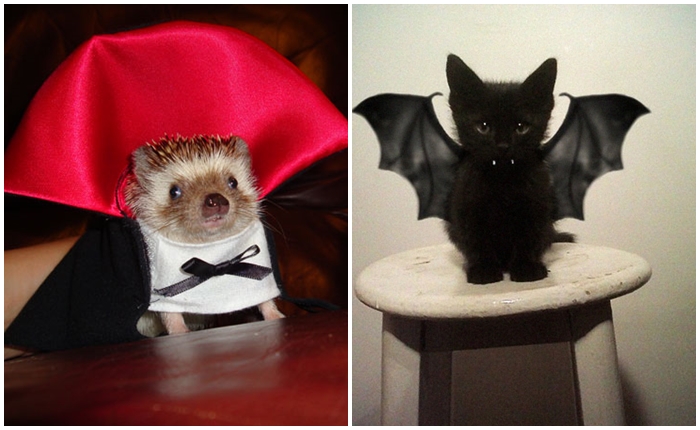 halloweepet1