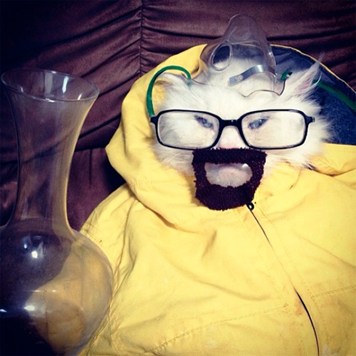 halloweepet11