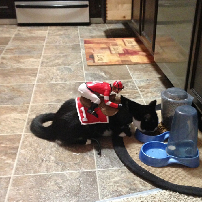 halloweepet14