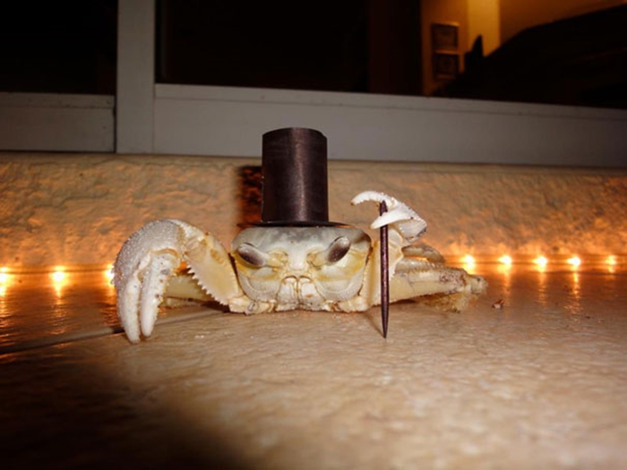 halloweepet17