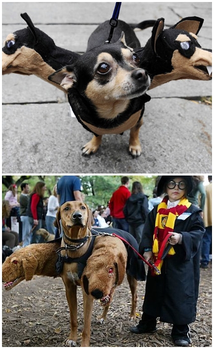 halloweepet3