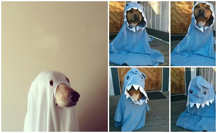 halloweepet4