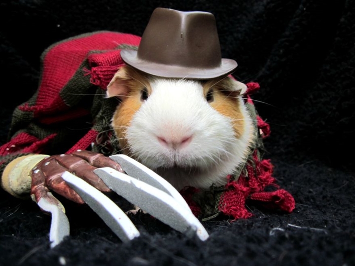 halloweepet8