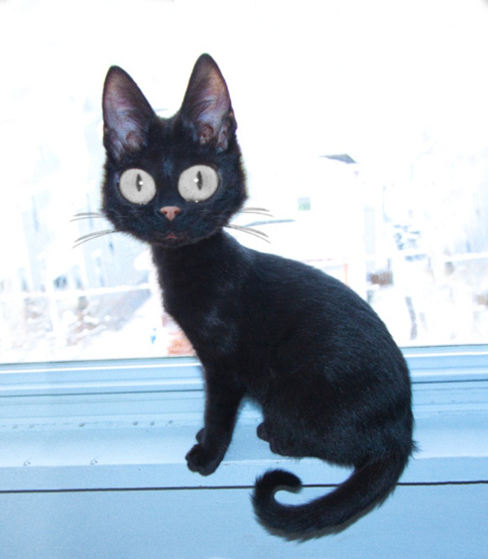 real-jiji