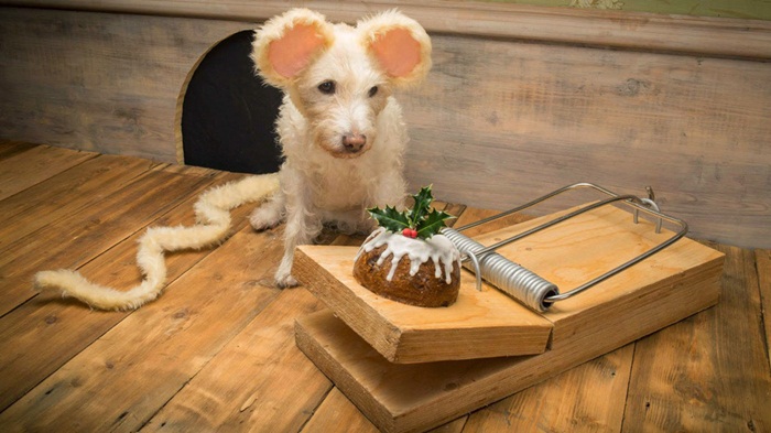 christmasdogs