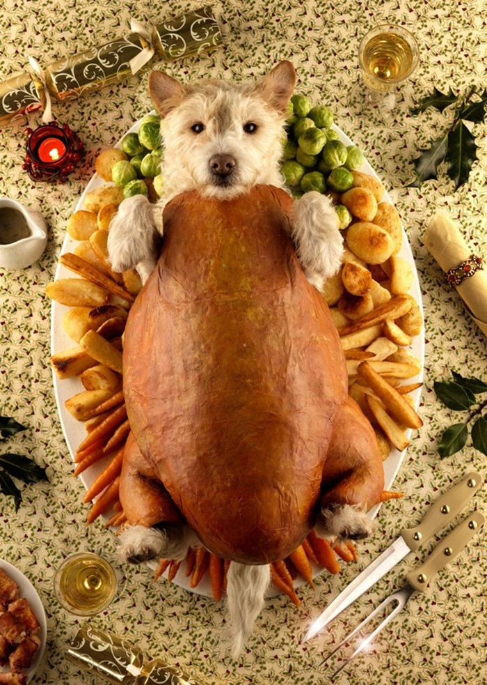 dog-roast-2009
