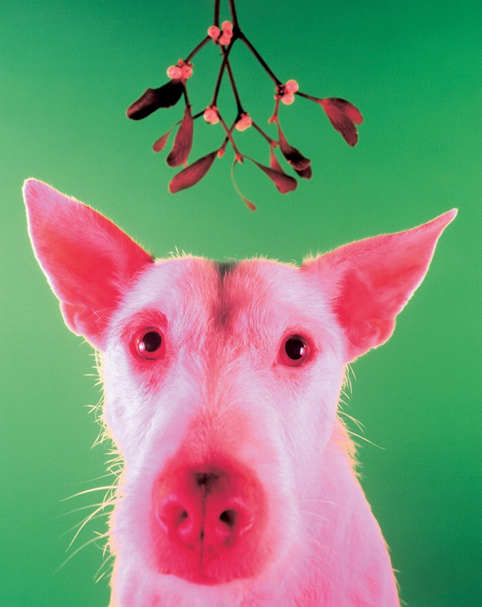 pigdog1994